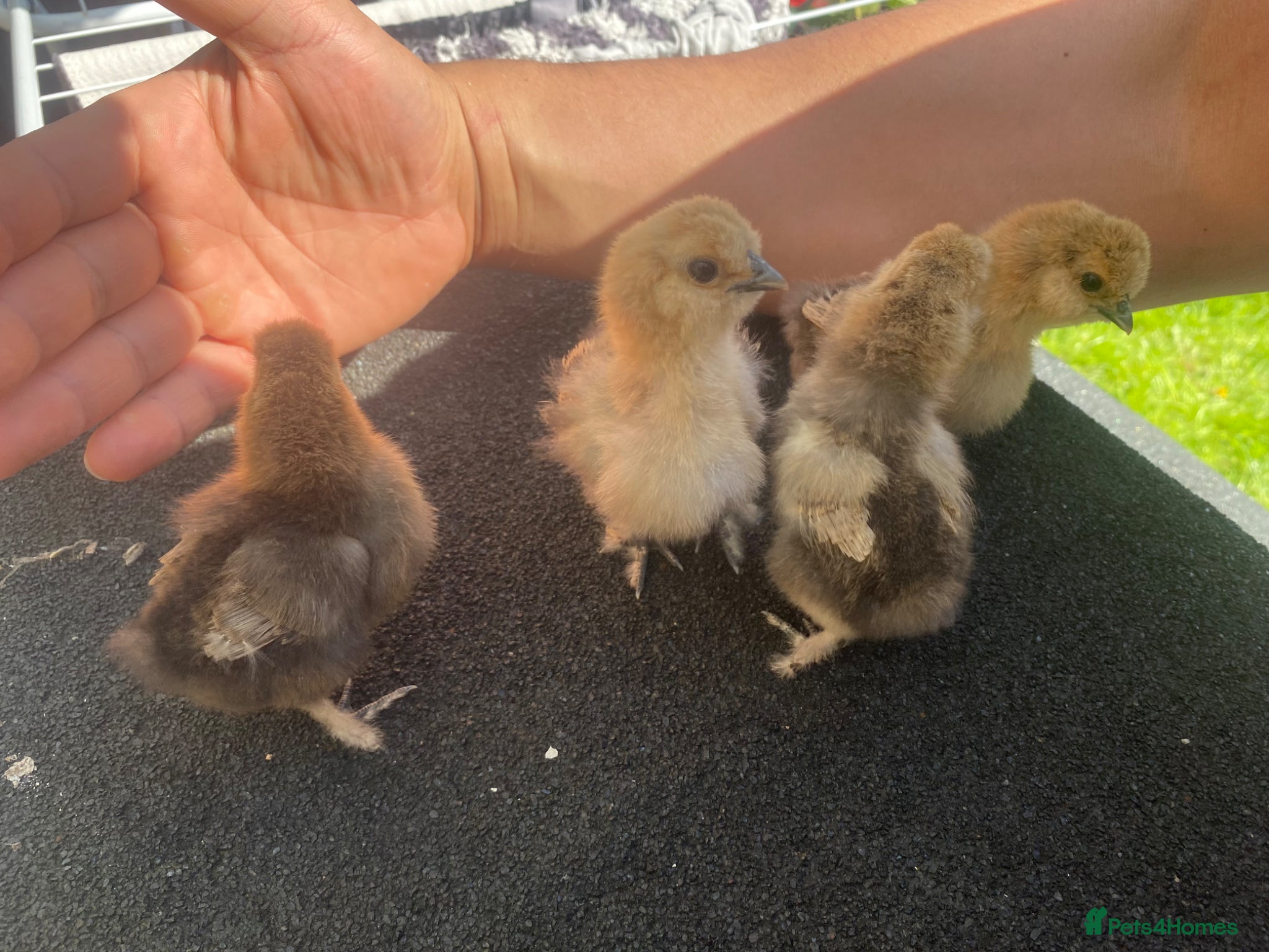 Chickens poultry *BABY CHICKS FOR SALE!* - Advert 9