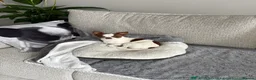 Chihuahua dogs for stud: Purebred Chihuahua Male for Stud  - Advert 4