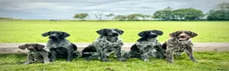 German Wirehaired Pointer dogs for stud: Experienced Fully Health Tested GWP at Stud  in Ripon - Advert 6