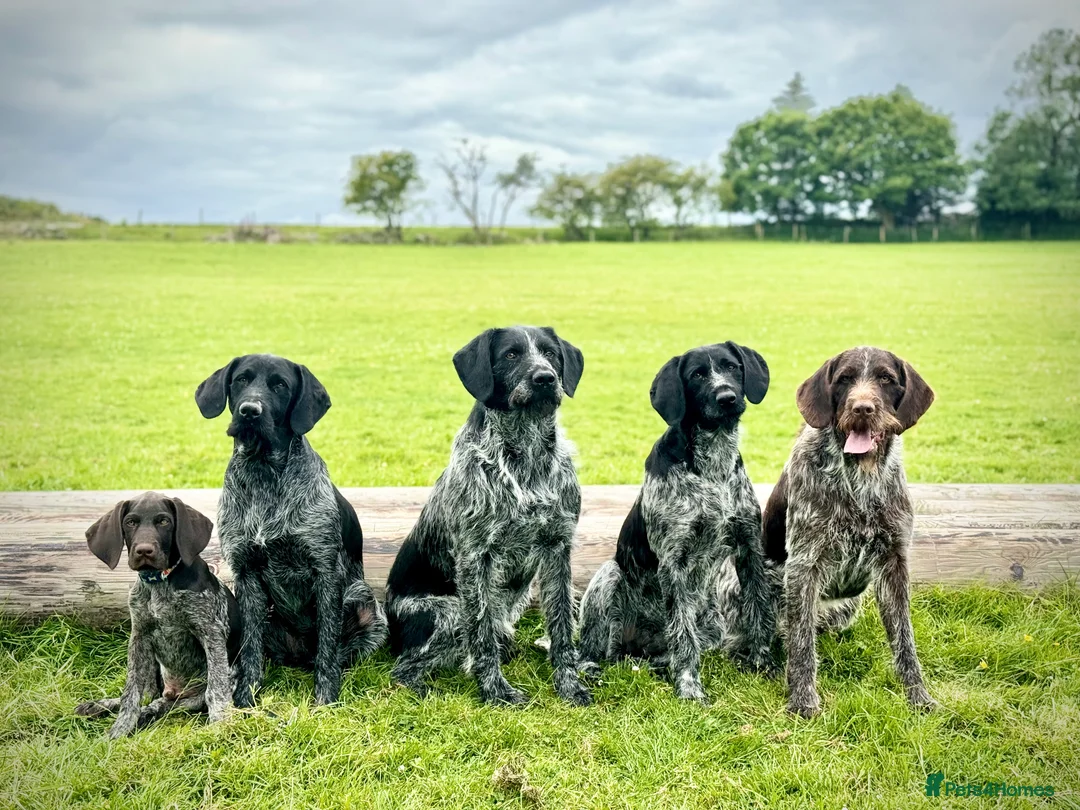 German Wirehaired Pointer dogs for stud: Experienced Fully Health Tested GWP at Stud  in Ripon - Advert 6