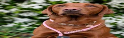 Labrador Retriever dogs for sale: Dark Fox Red Labrador Puppies  - Advert 3