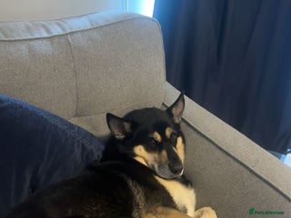 Mixed Breed dogs Beau - For Adoption - Advert 3