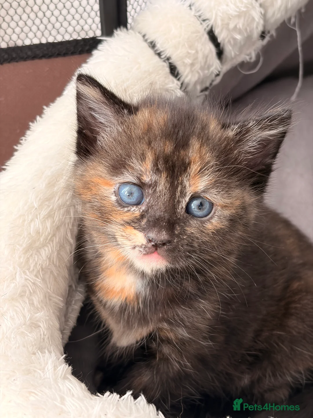 Mixed Breed cats for sale: Beautiful female tortoiseshell kittens  - Advert 8