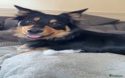 Welsh Collie dogs for sale: Beautiful Welsh Collie - Image 3