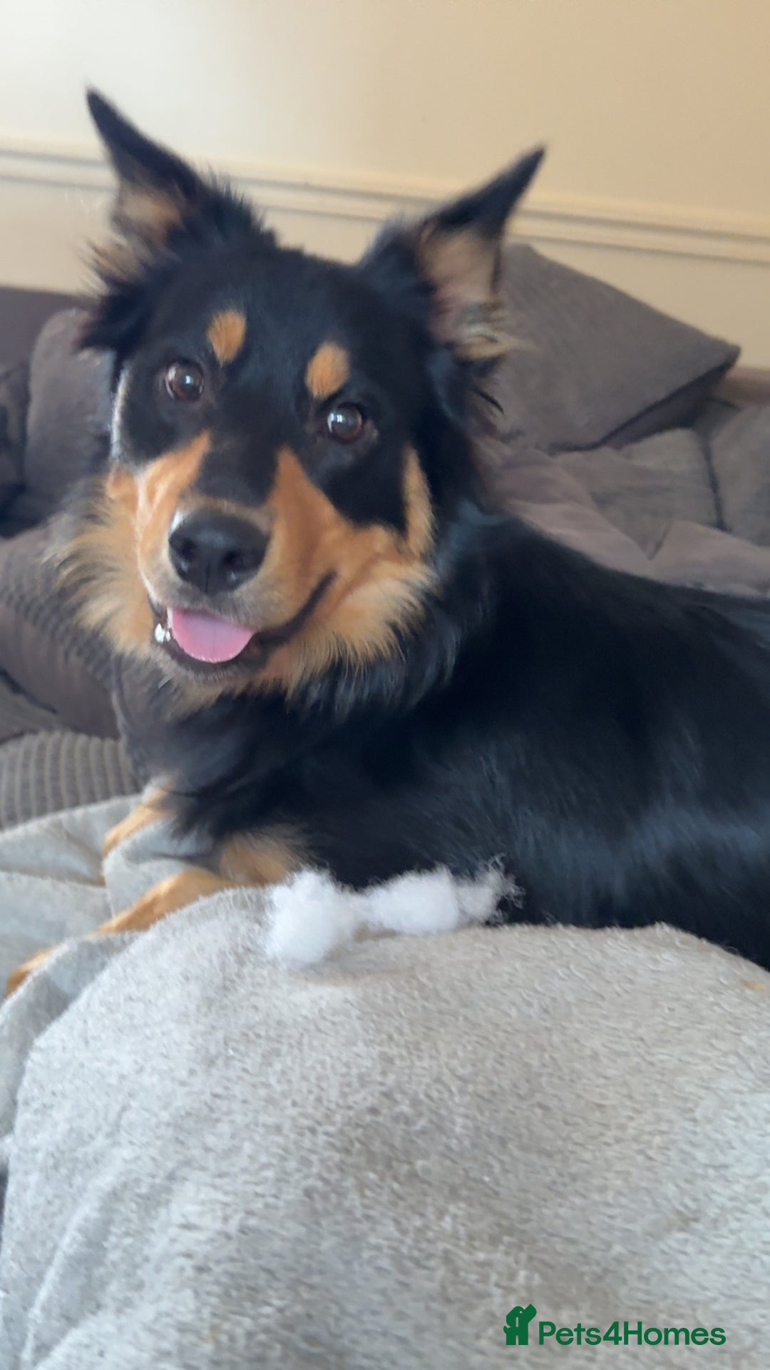 Welsh Collie dogs for sale: Beautiful Welsh Collie - Image 3