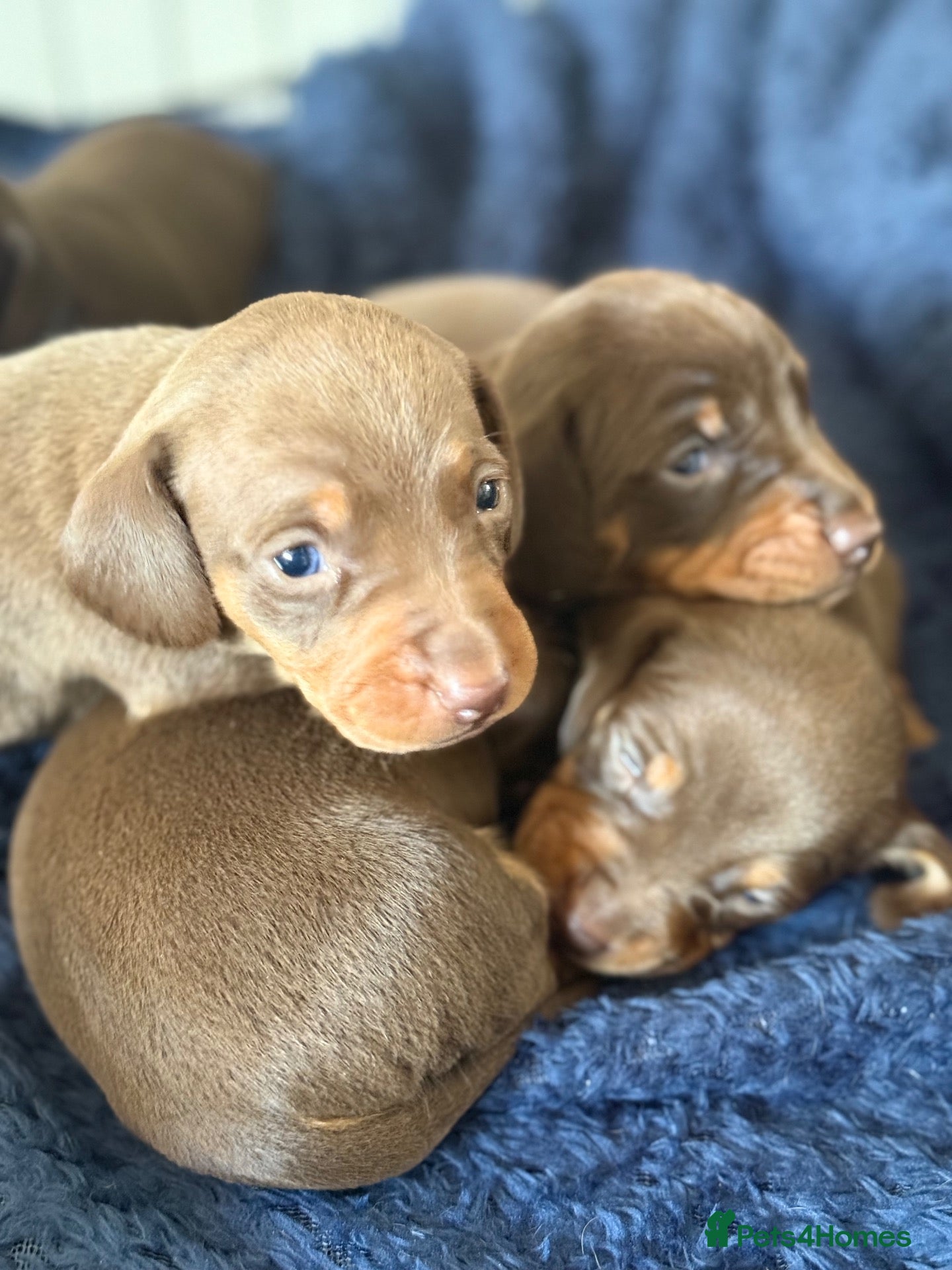 Miniature Dachshund dogs Smooth haired miniature dacshund - Advert 1