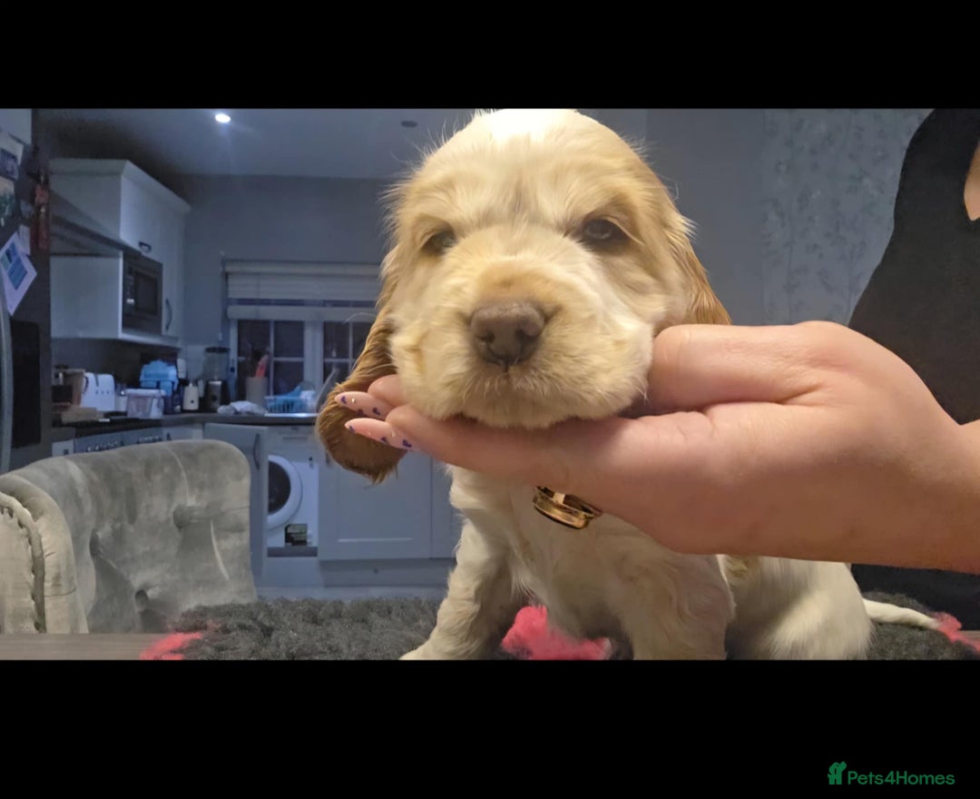 Cocker Spaniel dogs for sale: Cocker Spaniel Puppies - Advert 9