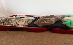 British Shorthair cats for sale: Romeo - Image 4