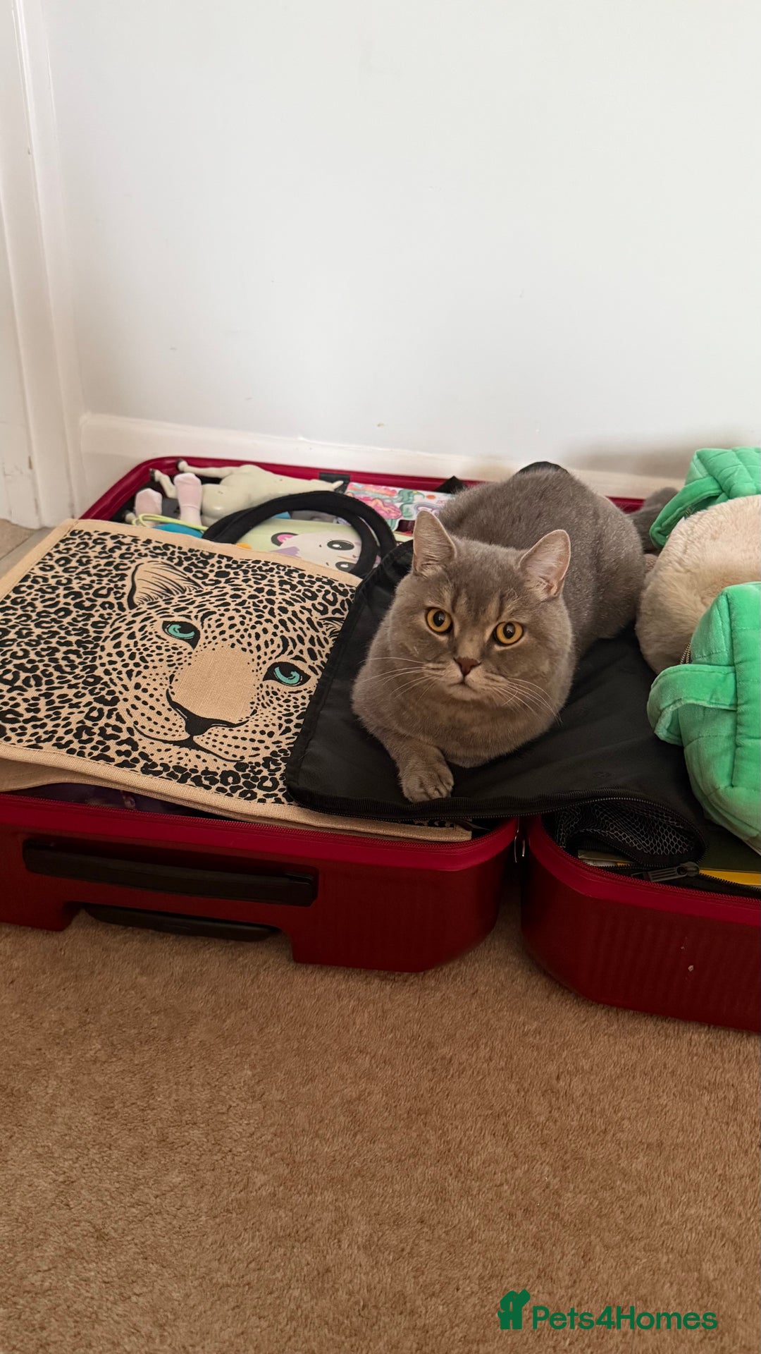 British Shorthair cats for sale: Romeo - Image 4