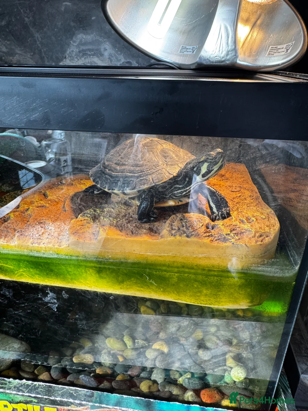 Terrapin reptiles for sale: 2 terripans  - Advert 1