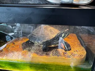 Terrapin reptiles 2 terripans - Advert 3