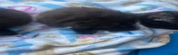 Mixed Breed cats for sale: Two beautiful kittens - Advert 6