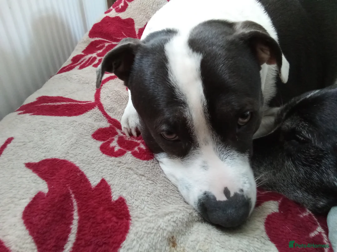 Staffordshire Bull Terrier dogs for sale: Sweet Suzie needs loving home due to bereavement  - Advert 4