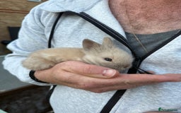 Lionhead rabbits for sale: 3x dwarf lionhead bunnies for sale - Image 3