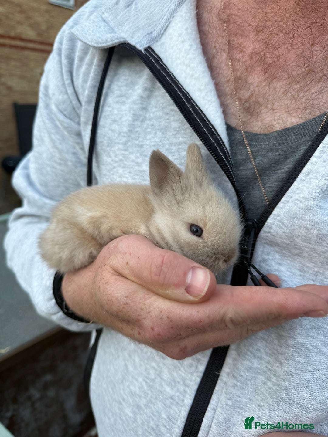 Lionhead rabbits for sale: 3x dwarf lionhead bunnies for sale - Image 3