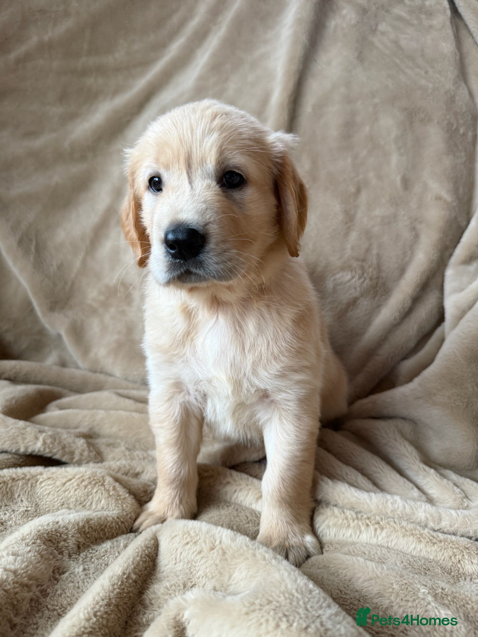 Mixed Breed dogs LAST TWO !❤️ GOLDEN FLATTIES ❤️ READY NOW ❤️  - Advert 1