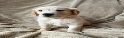Mixed Breed dogs for sale: READY NOW  ❤️GOLDEN FLATTIES ❤️ ONLY 2 LEFT! ❤️  - Advert 13