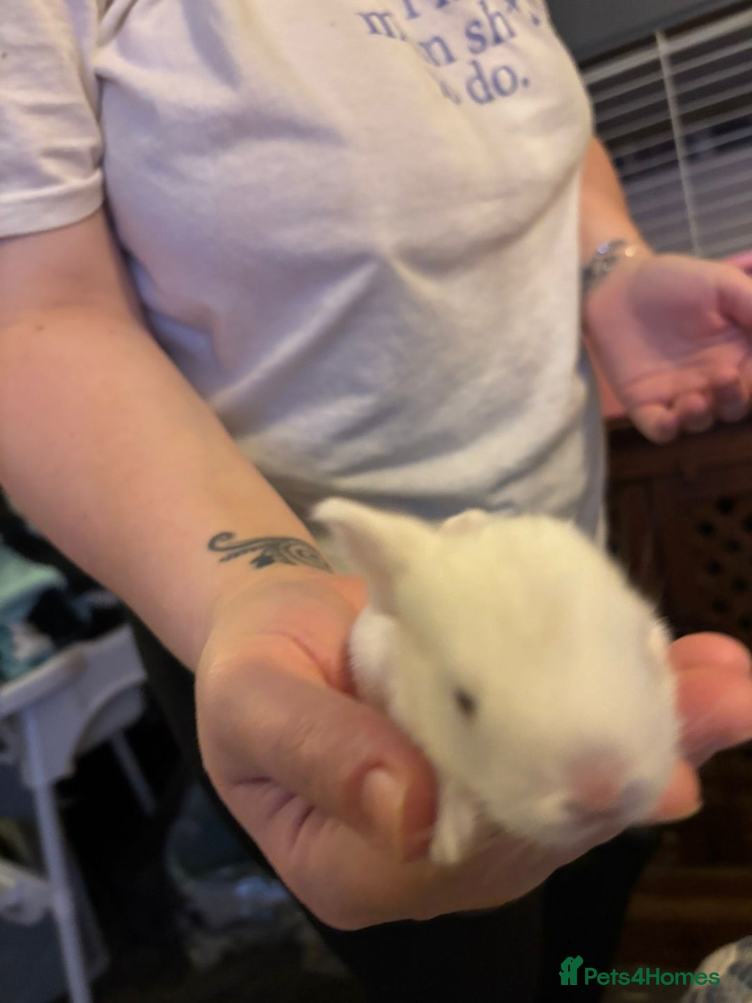 Mini Lop rabbits for sale: Gorgeous mini lop bunnies  - Advert 6