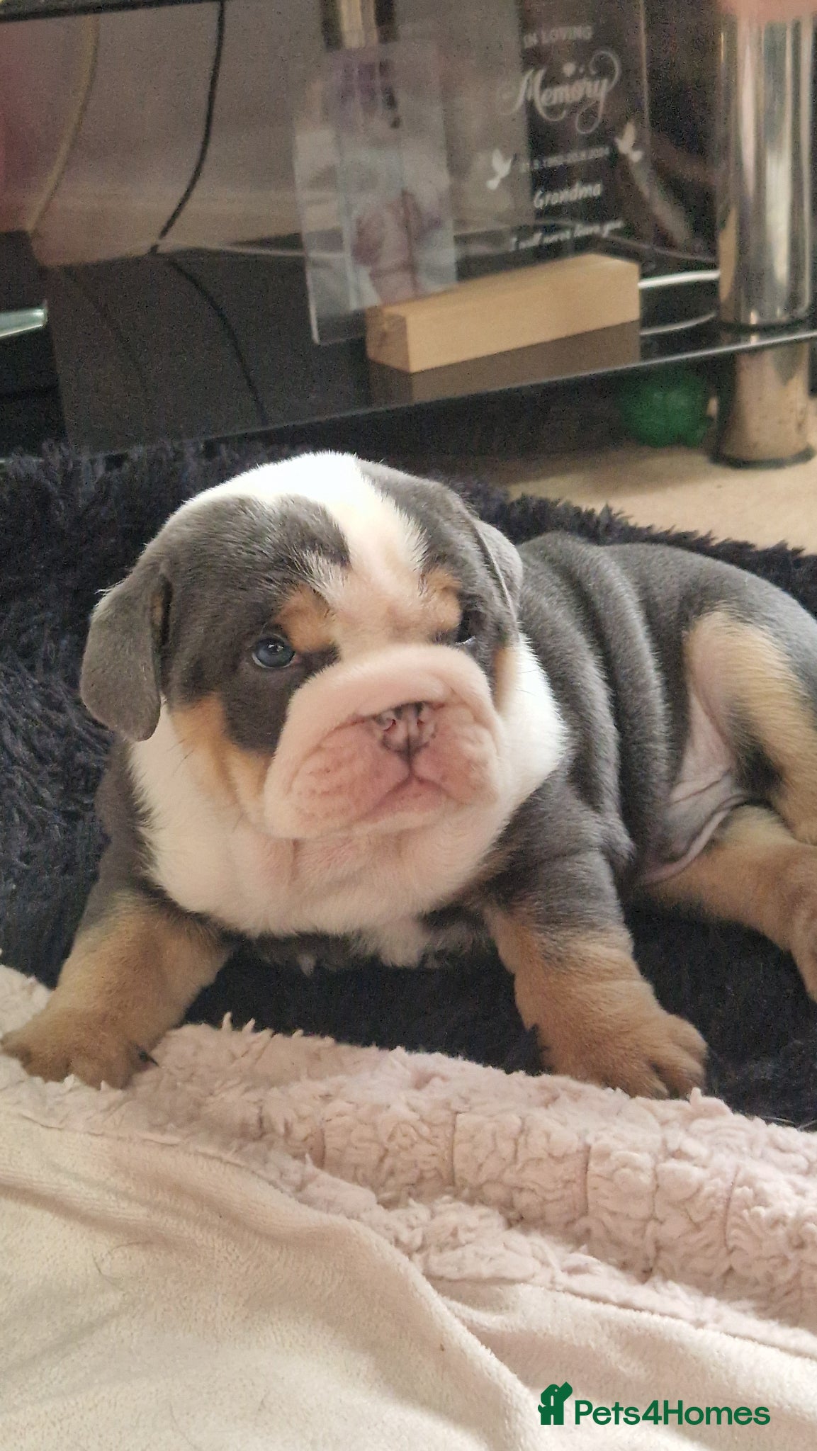 English Bulldog dogs Stunning blue tri male  - Advert 1