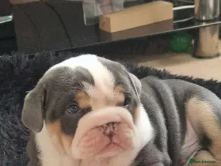 English Bulldog dogs Stunning blue tri male - Advert 1