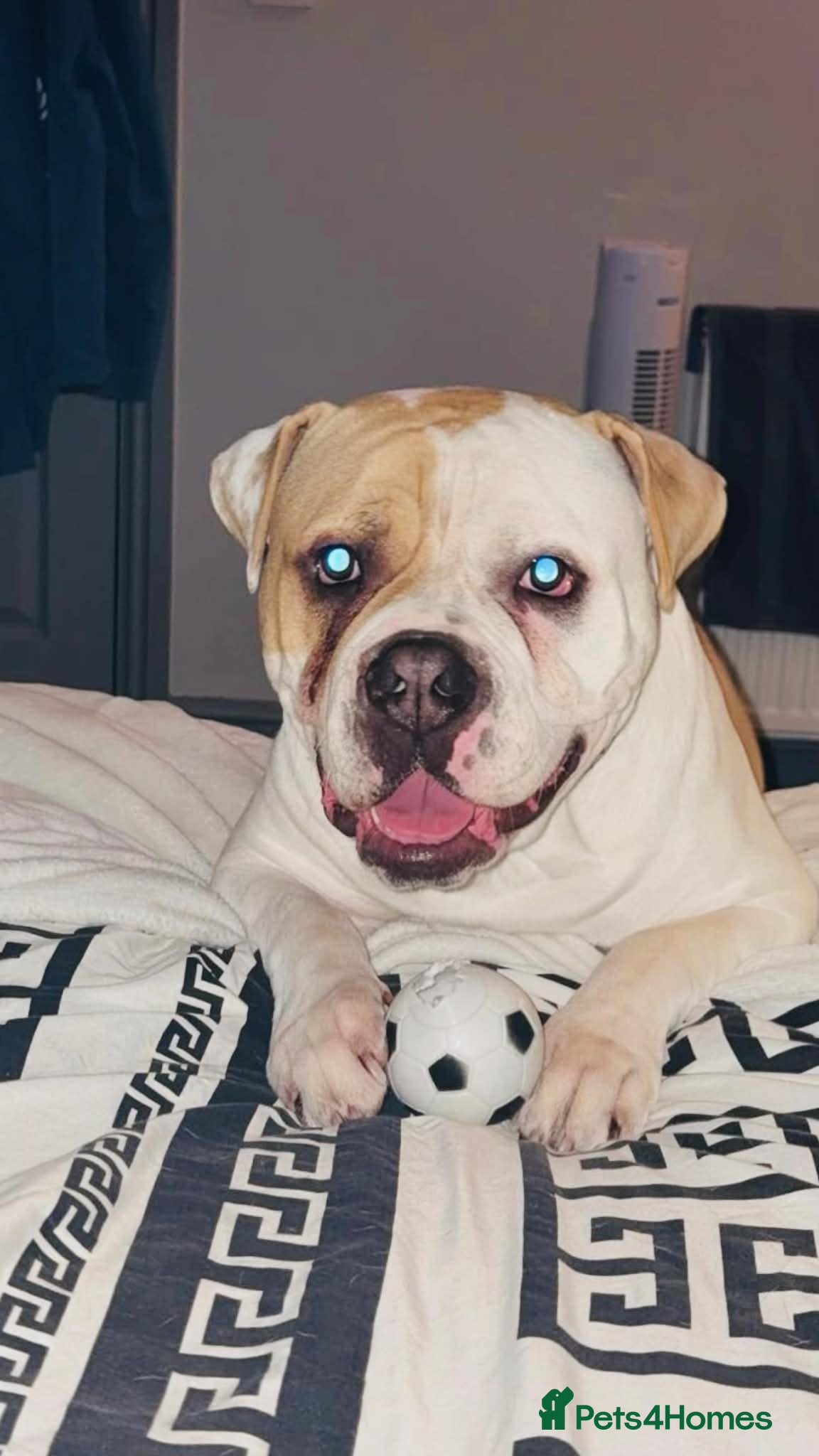 Alapaha Blue Blood Bulldog dogs Alapaha blue blood bulldog - Advert 4