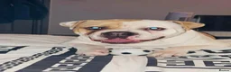 Alapaha Blue Blood Bulldog dogs for stud: Alapaha blue blood bulldog in Rotherham - Advert 1