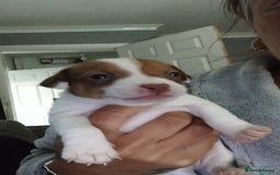 Patterjack dogs for sale: Patterjack/jackrussel - Image 10