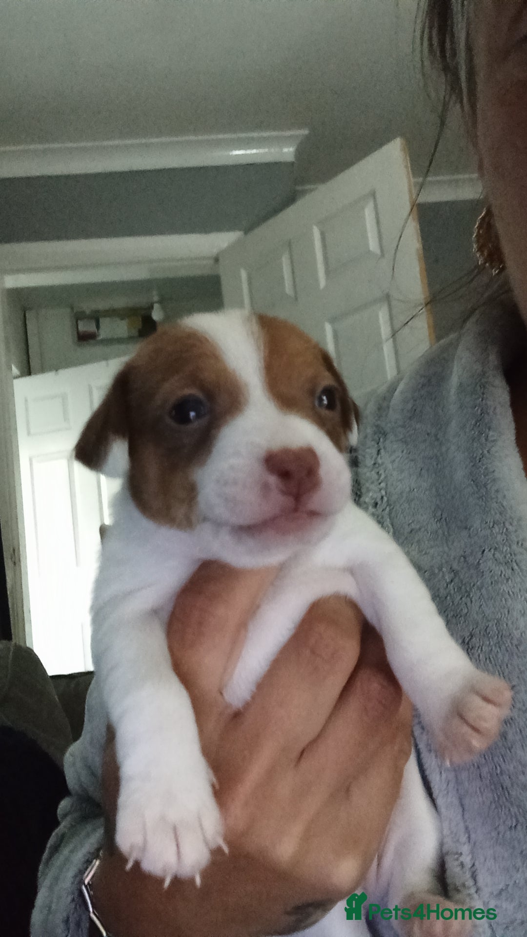 Patterjack dogs for sale: Patterjack/jackrussel - Image 10