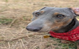 Dachshund dogs for stud: 1 year old Male Daschund ready for stud - Image 3