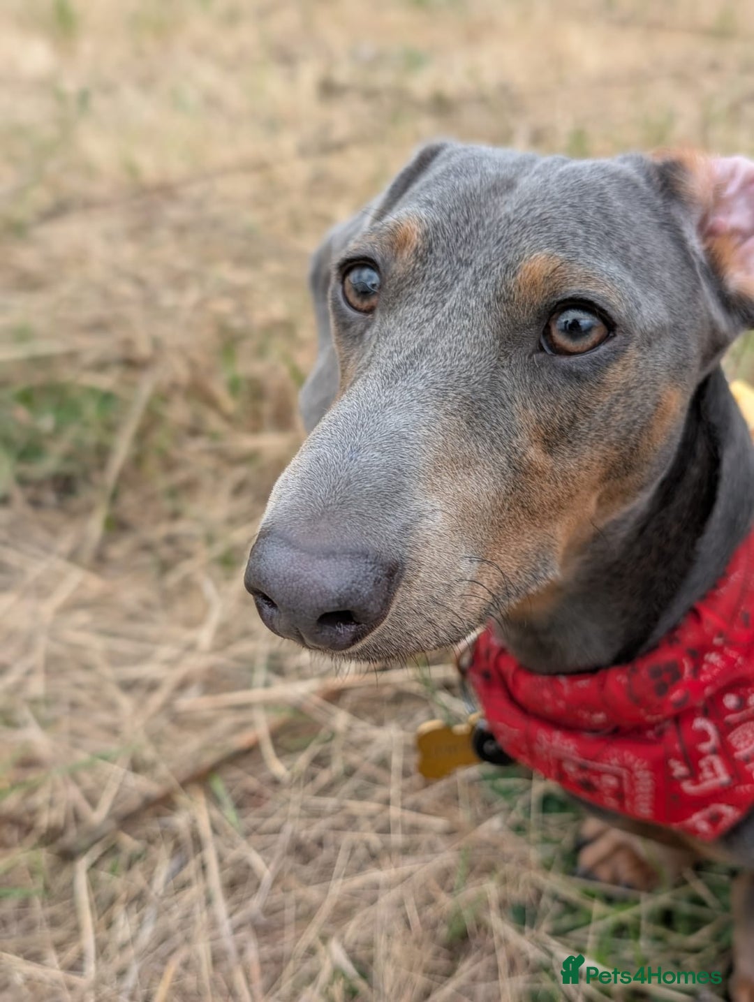 Dachshund dogs for stud: 1 year old Male Daschund ready for stud - Image 3