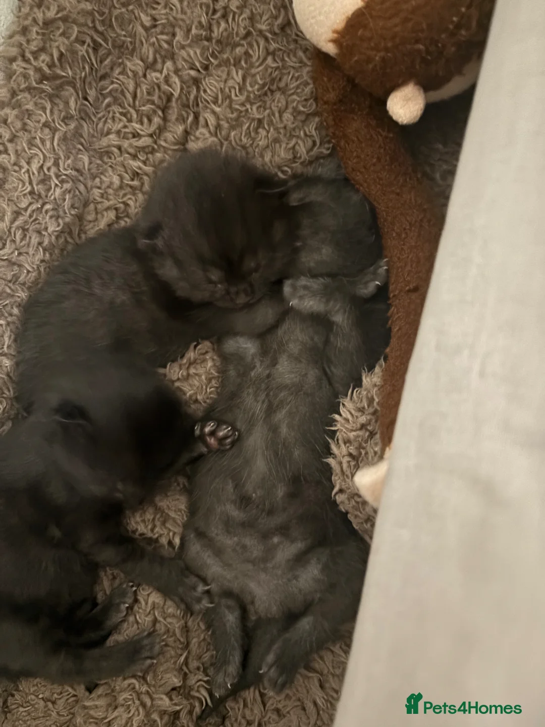 Mixed Breed cats for sale: 3 mixed breed short and long haired kittens  in Basingstoke - Advert 2
