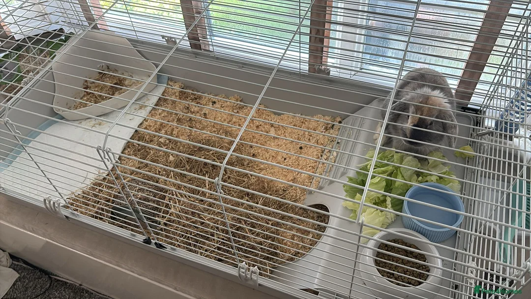 Cashmere Lop rabbits for sale: Beautiful lop eared bunny HOUSE RABBIT - Advert 3