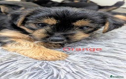 Yorkshire Terrier dogs for sale: Adorable Purebred Yorkshire Terrier Puppies - Image 7