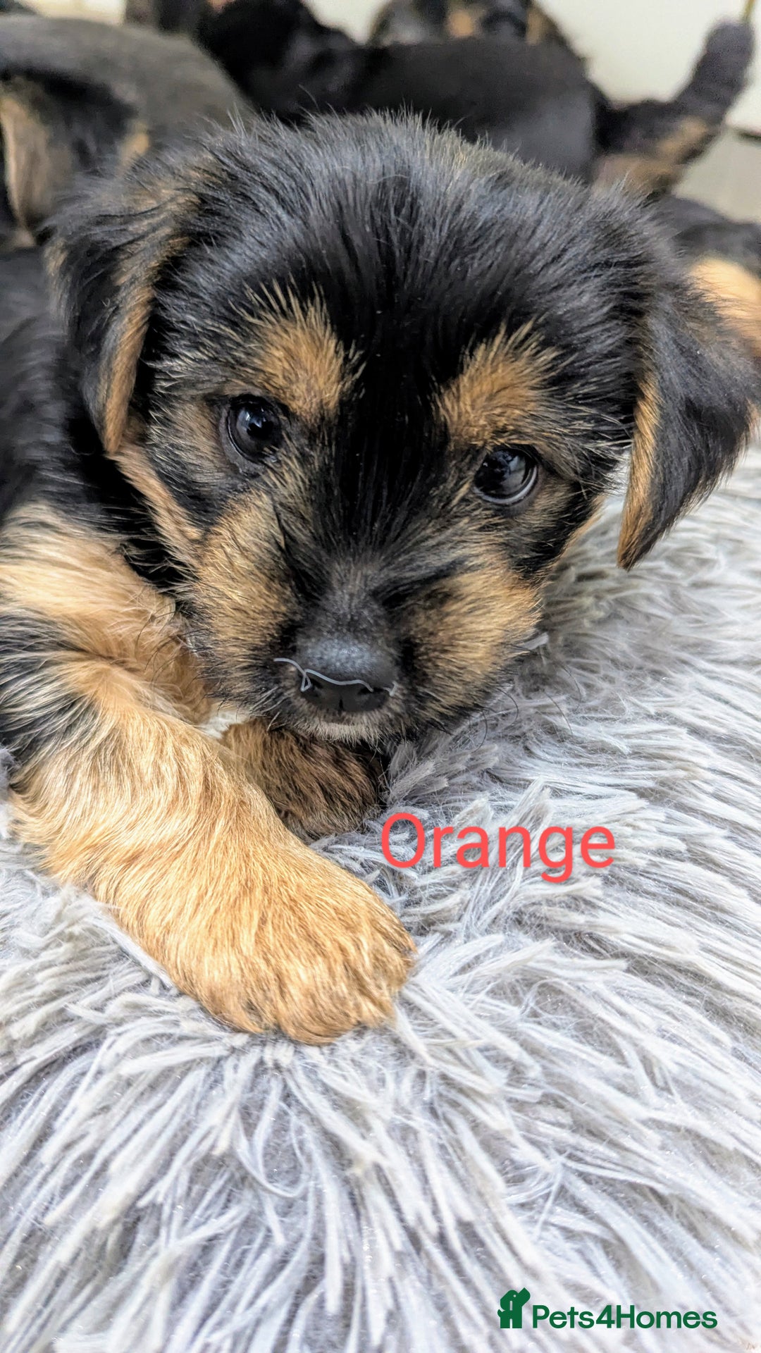 Yorkshire Terrier dogs for sale: Adorable Purebred Yorkshire Terrier Puppies - Image 7