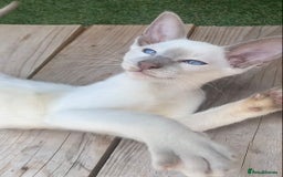 Oriental cats for sale: Oriental/siamese  - Image 3