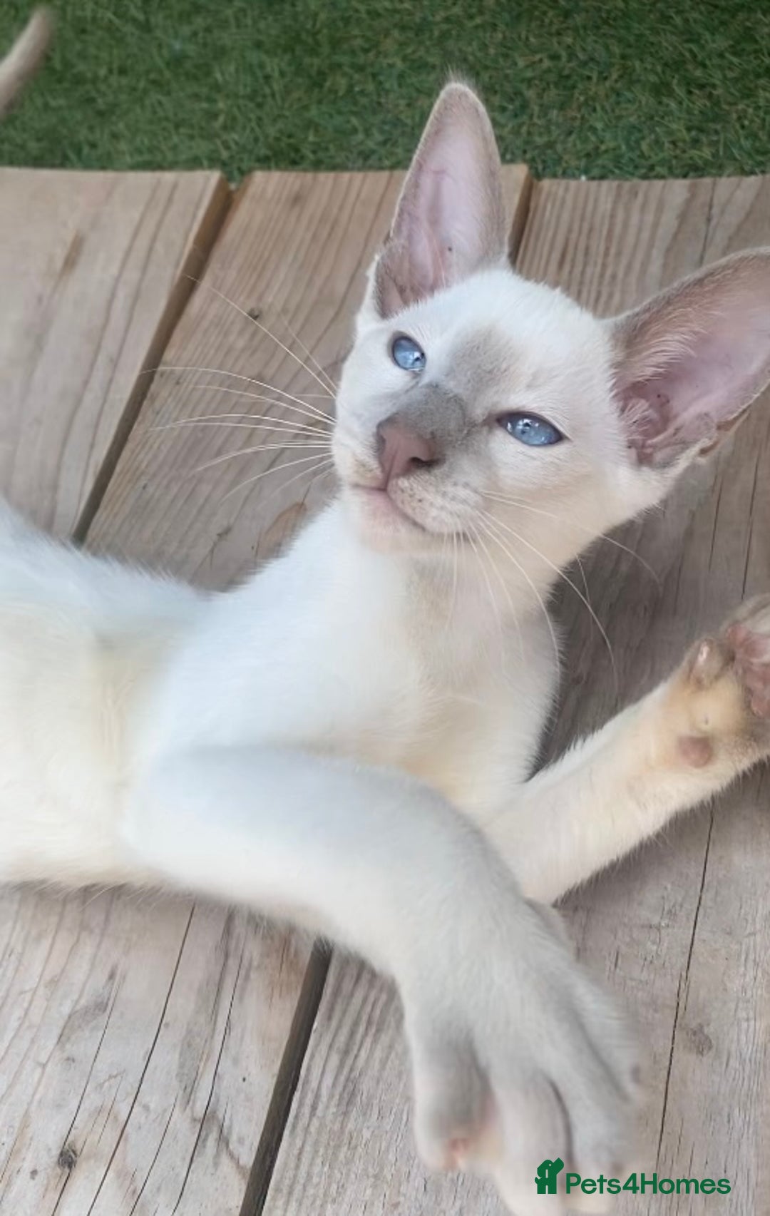Oriental cats for sale: Oriental/siamese  - Image 3