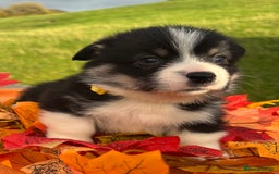 Welsh Corgi Pembroke dogs for sale: Champion Show quality stunning Corgi Puppies - Image 24