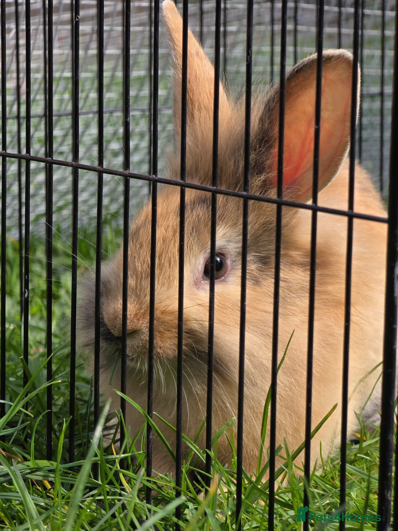 Lionhead rabbits Lionhead bunnies  - Advert 12