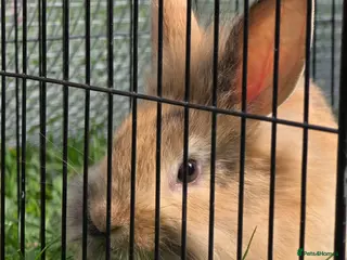 Lionhead rabbits Lionhead bunnies - Advert 12