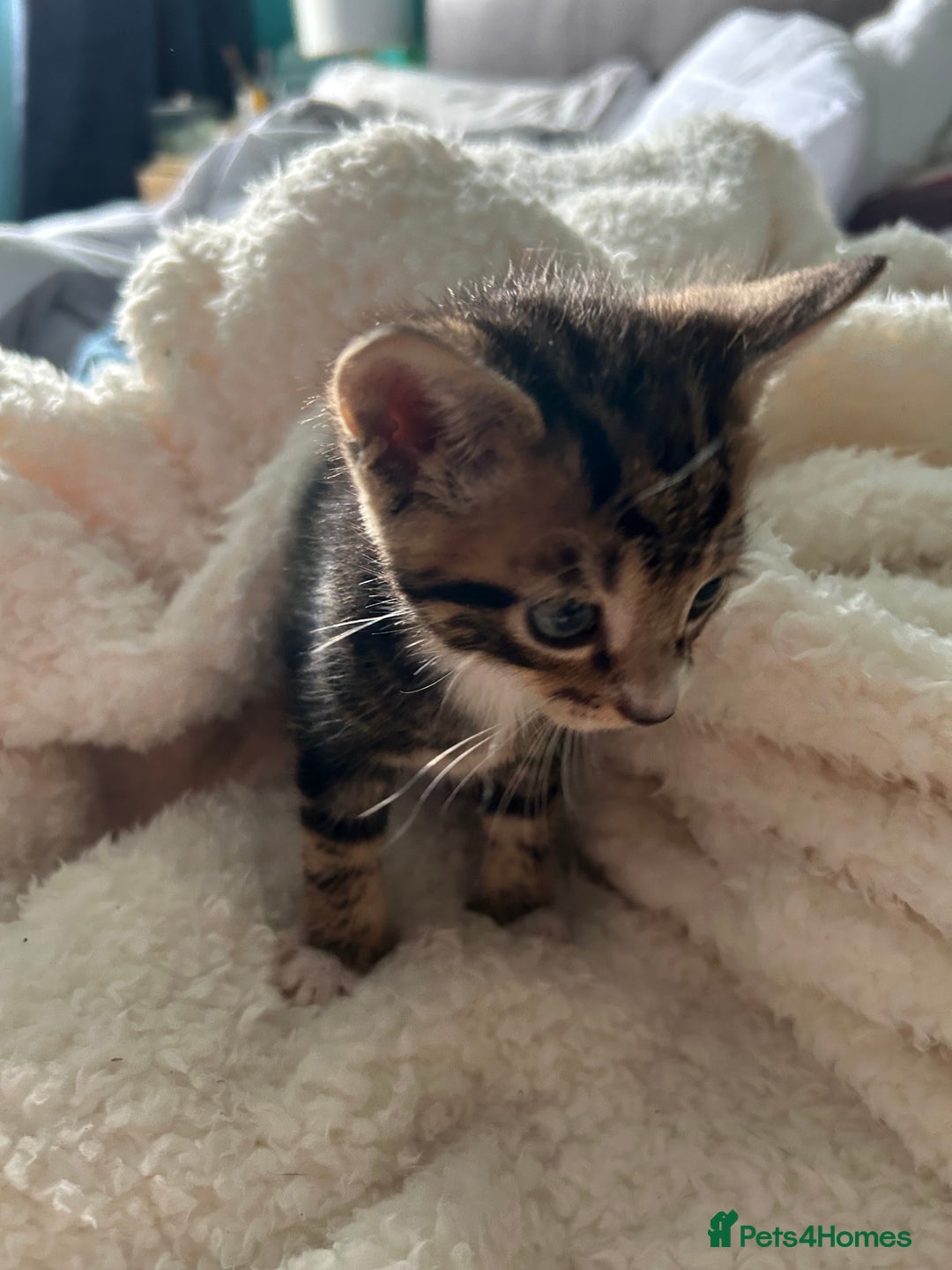 Domestic Shorthair cats for sale: Domestic beautiful kittens  - Image 17