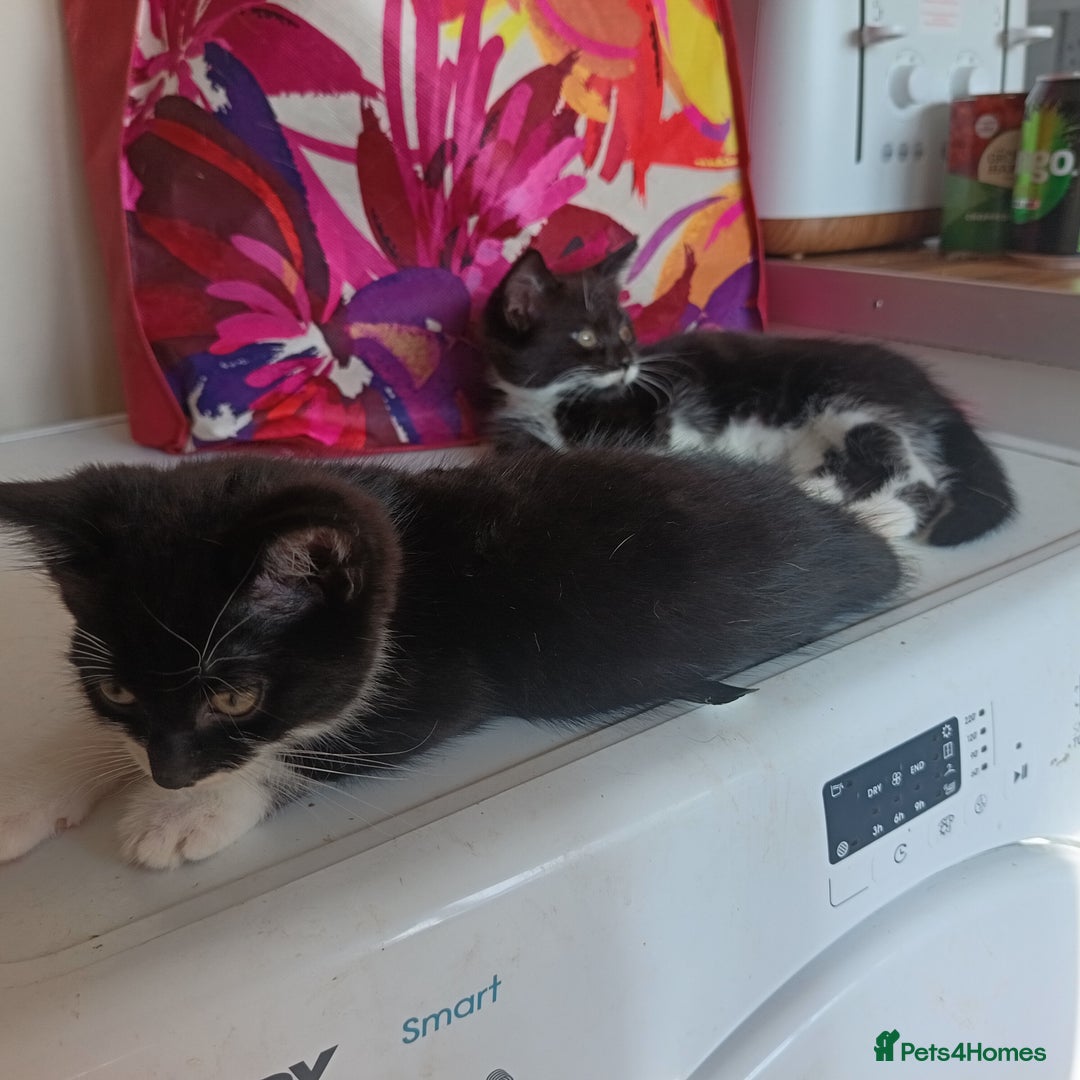 British Shorthair cats for sale: 2 boy half silver tabby half tuxedo - Image 2