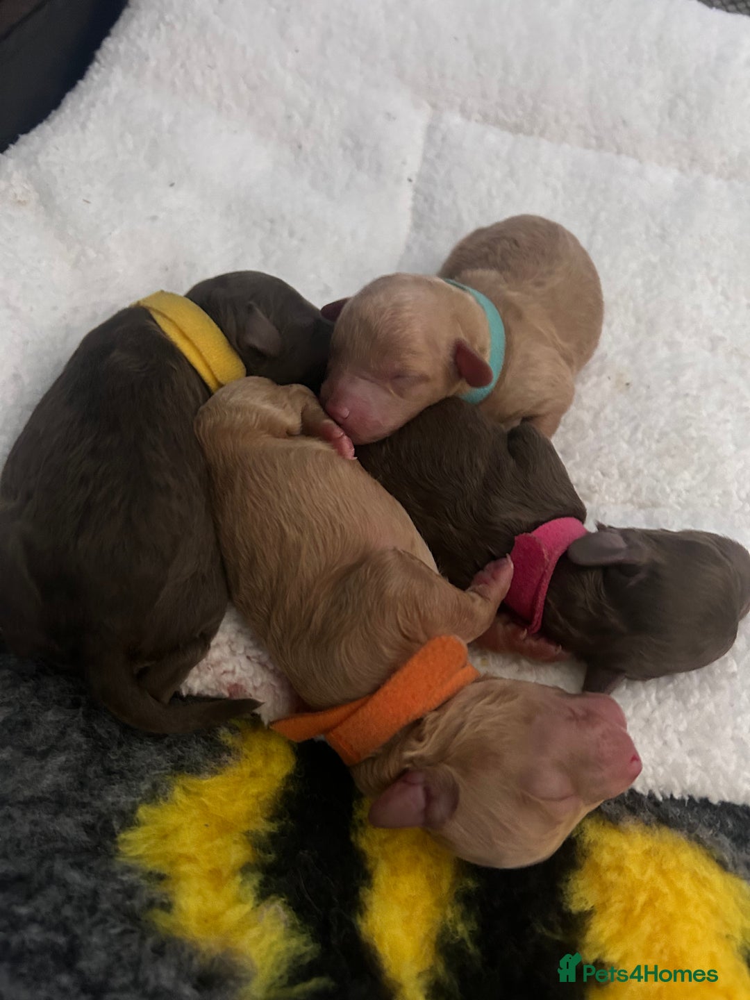 Cockapoo dogs for sale: Beautiful Cockapoo pups ready 22/11/2025 - Image 1