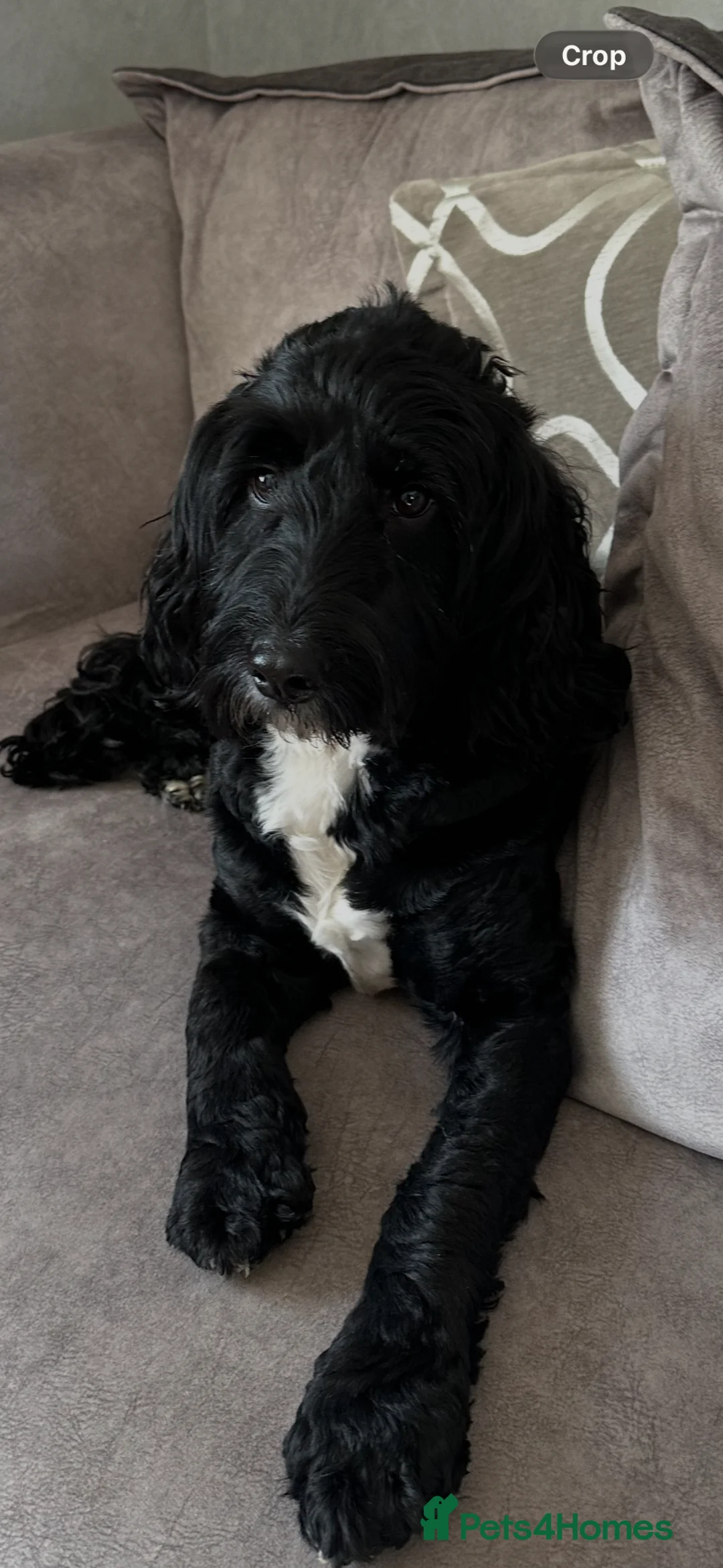 Cockapoo dogs for sale: Female cockerapoo - Advert 1