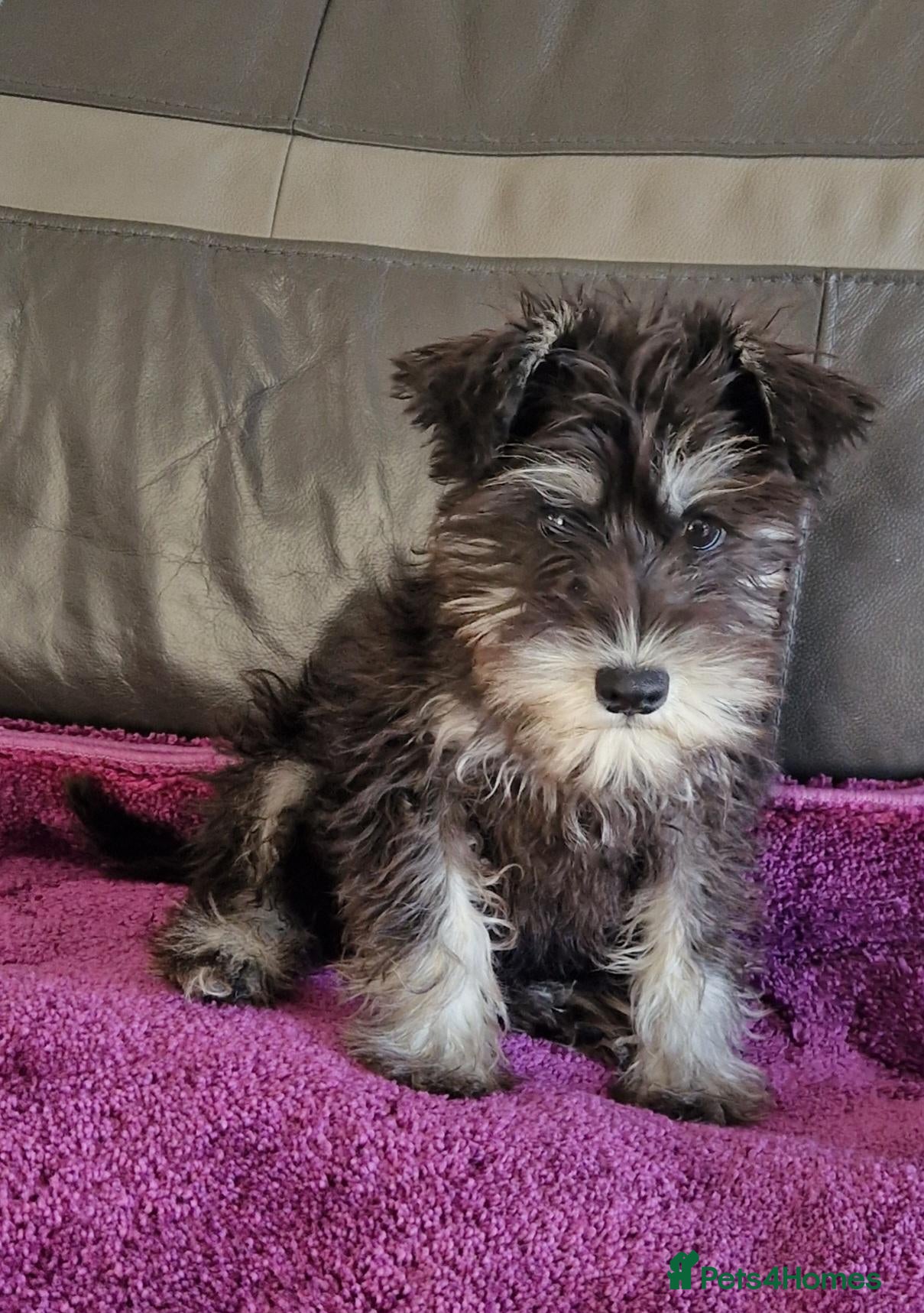 Miniature Schnauzer dogs Kc mac test 1 girl ready To go - Advert 7