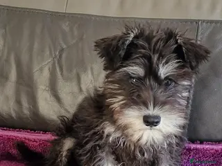 Miniature Schnauzer dogs MAC TESTED KC 1 girl ready To go - Advert 4