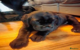 Cane Corso dogs for sale: Cane Corso puppies 14/11/25 - Image 18