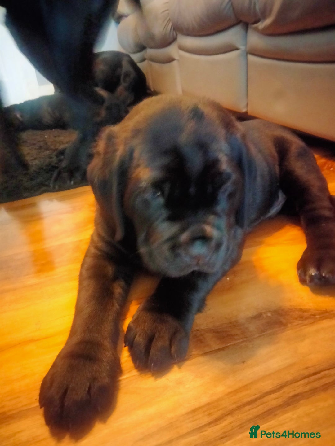 Cane Corso dogs for sale: Cane Corso puppies 14/11/25 - Image 18