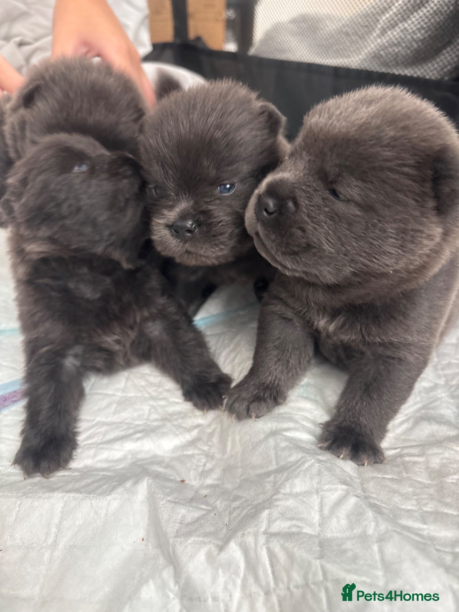 Chow Chow dogs Chow chow puppies 🩷🩷🩷💙🩷🩷🩷 - Advert 1