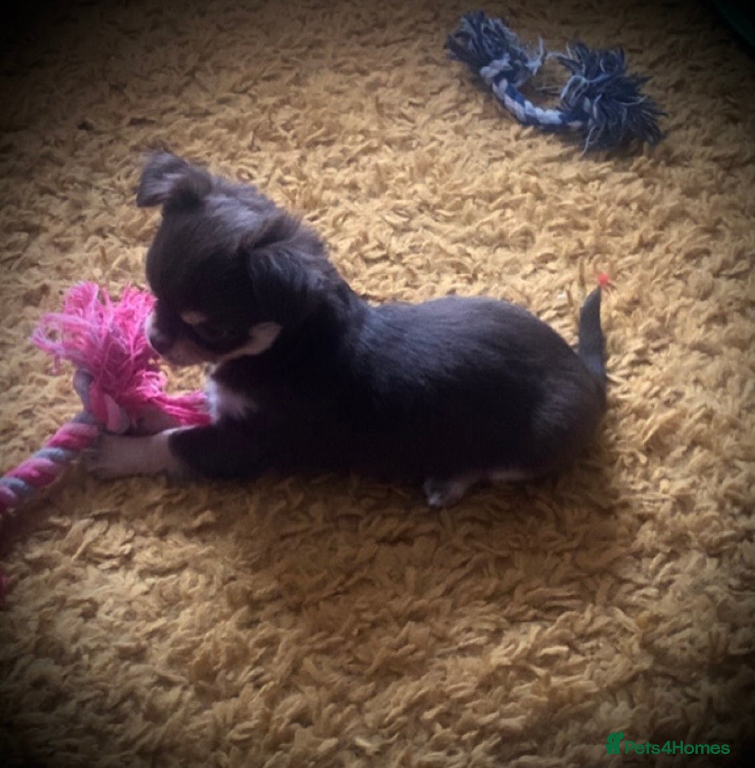 Chihuahua dogs for stud: My handsome boy for stud russian import in Durham - Advert 18