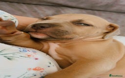 Mixed Breed dogs for sale: Both ready to leave now!   - Image 23